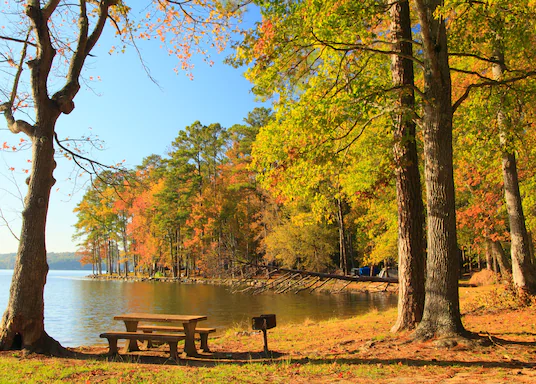 A Picnic table surrounded by colorful fall trees at lake guntersville park portraying a fun place for an outdoor activity.