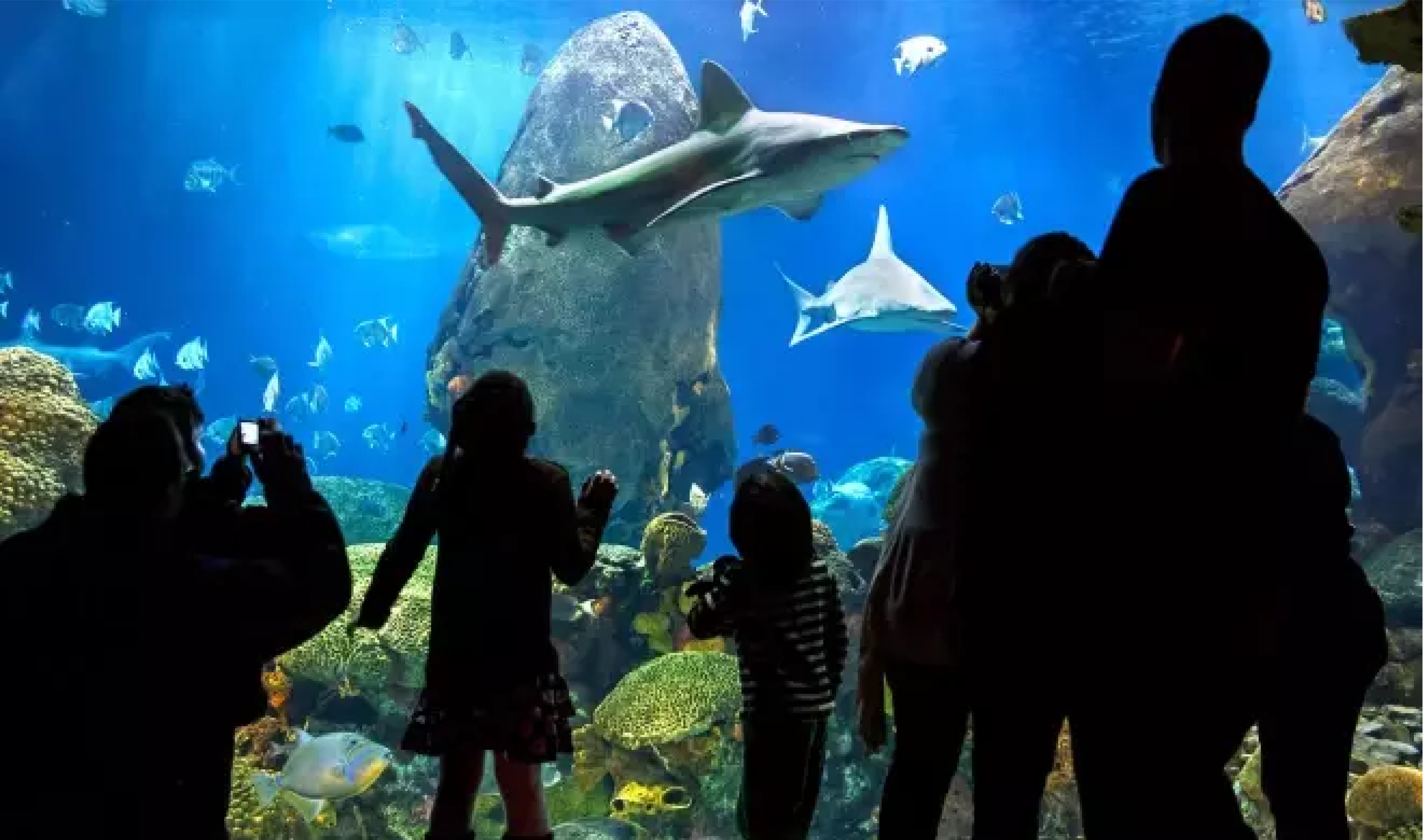 people looking at sharks at the Tennessee Aquarium for fun indoor activities.